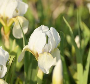 Kosatec nízký 'Die Braut - Iris barbata-nana 'Die Braut'