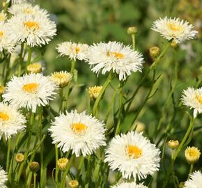 Kopretina největší 'Shapcott Summer Clouds' - Leucanthemum maximum 'Shapcott Summer Clouds'