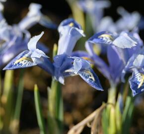 Kosatec síťkovaný 'Alida' - Iris reticulata 'Alida'