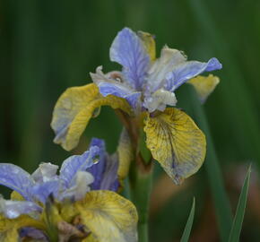 Kosatec sibiřský 'So van Gogh' - Iris sibirica 'So van Gogh'