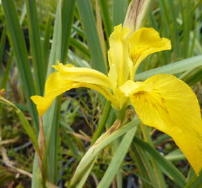 Kosatec žlutý - Iris pseudacorus