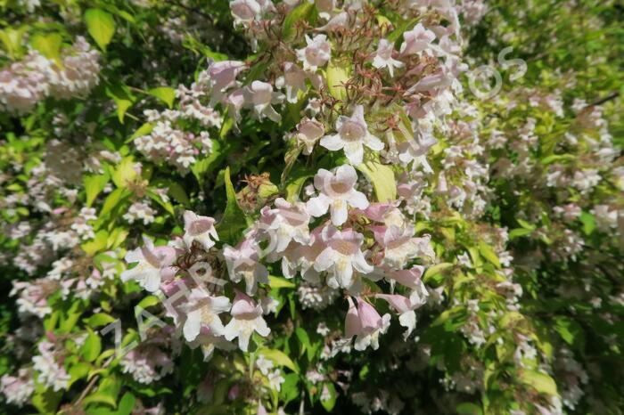 Kolkvície krásná 'Maradco' - Kolkwitzia amabilis 'Maradco'