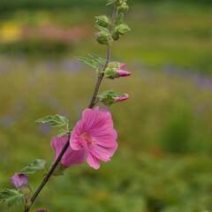 Slézovec 'Bredon Springs' - Lavatera olbia 'Bredon Springs'