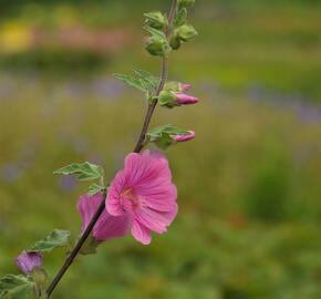 Slézovec 'Bredon Springs' - Lavatera olbia 'Bredon Springs'