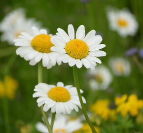 Kopretina irkutská - Leucanthemum ircutianum