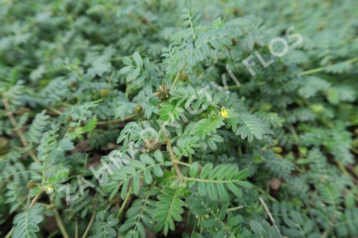 Kotvičník zemní - Tribulus terrestris