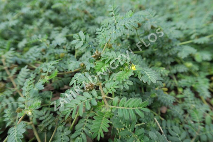 Kotvičník zemní - Tribulus terrestris