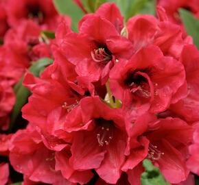 Rhododendron Red Devil®