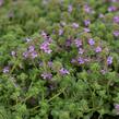 Mateřídouška časná 'Pink Chintz' - Thymus praecox 'Pink Chintz'