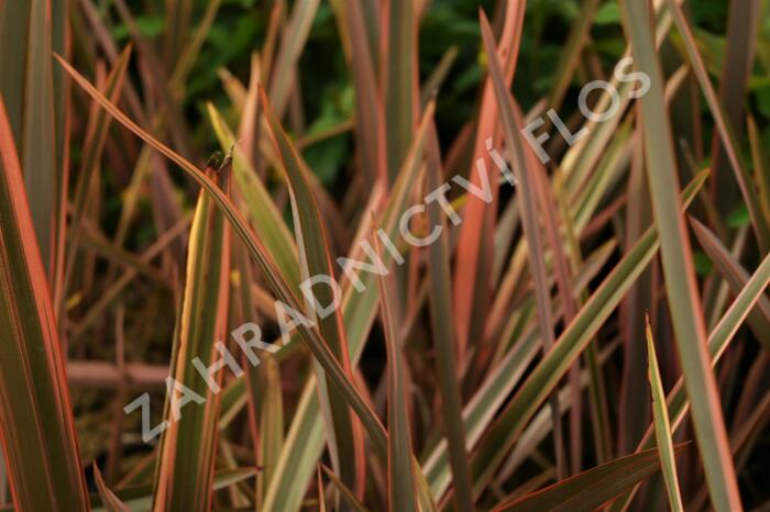 Lenovník 'Rainbow Queen' - Phormium 'Rainbow Queen'