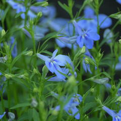 Lobelka 'Bella Pot Aqua' - Lobelia erinus 'Bella Pot Aqua'