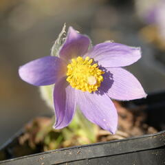 Koniklec slovenský - Pulsatilla slavica