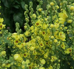 Divizna jižní rakouská - Verbascum chaixii subsp. austriacum