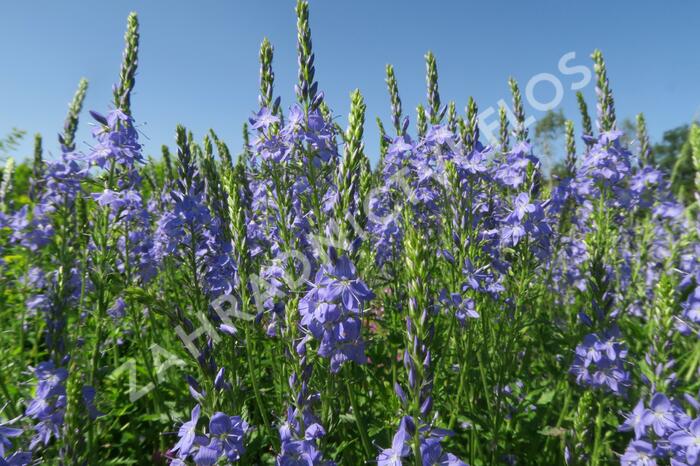 Rozrazil ožankový - Veronica teucrium