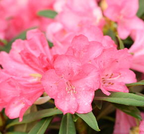 Pěnišník 'Anna' - Rhododendron (Y) 'Anna'