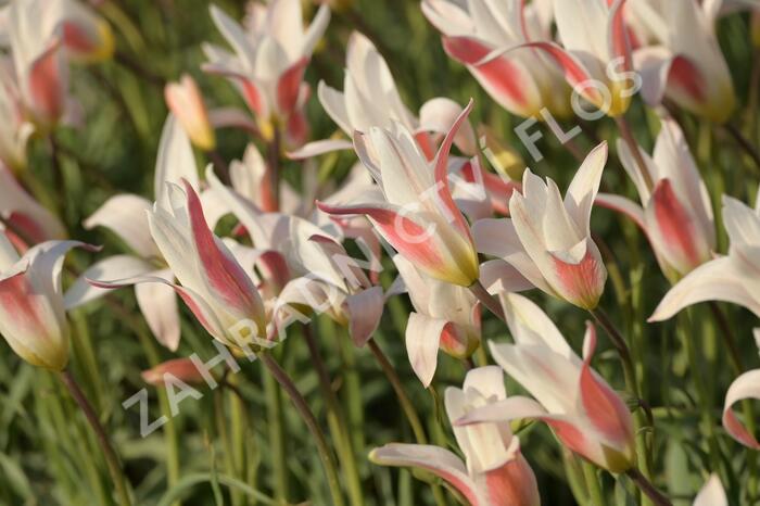 Tulipán botanický clusiana 'Stellata' - Tulipa clusiana 'Stellata'