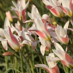 Tulipán botanický clusiana 'Stellata' - Tulipa clusiana 'Stellata'