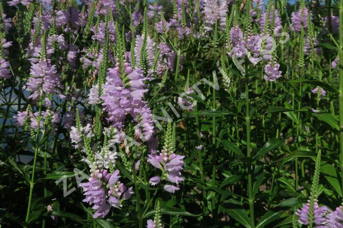 Včelník virginský 'Rosea' - Physostegia virginiana 'Rosea'