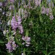 Včelník virginský 'Rosea' - Physostegia virginiana 'Rosea'