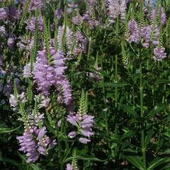 Včelník virginský 'Rosea' - Physostegia virginiana 'Rosea'