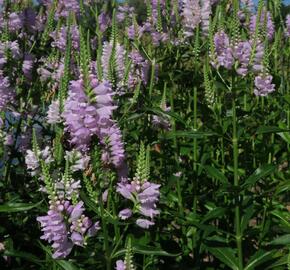 Včelník virginský 'Rosea' - Physostegia virginiana 'Rosea'