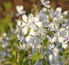 Plamenka rozkladitá 'Dirigo Ice' - Phlox divaricata 'Dirigo Ice'