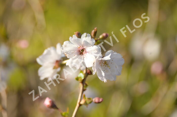 Višeň 'Hally Jolivette' - Prunus subhirtella 'Hally Jolivette'