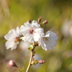 Višeň 'Hally Jolivette' - Prunus subhirtella 'Hally Jolivette'