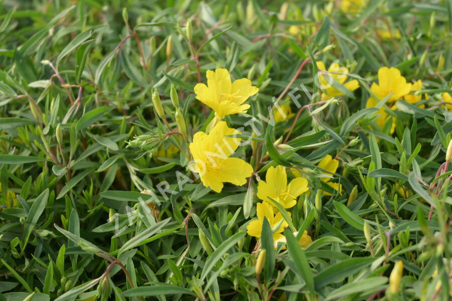 Pupalka  'African Sun' - Oenothera fruticosa 'African Sun'