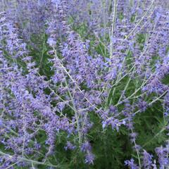 Perovskie lebedolistá - Perovskia atriplicifolia