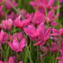 rodohypoxis-paula.jpg