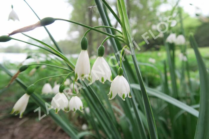 Bledule letní - Leucojum aestivum