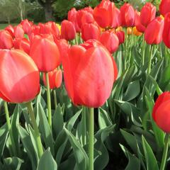 Tulipán Darwin hybrid 'Parade' - Tulipa Darwin hybrid 'Parade'