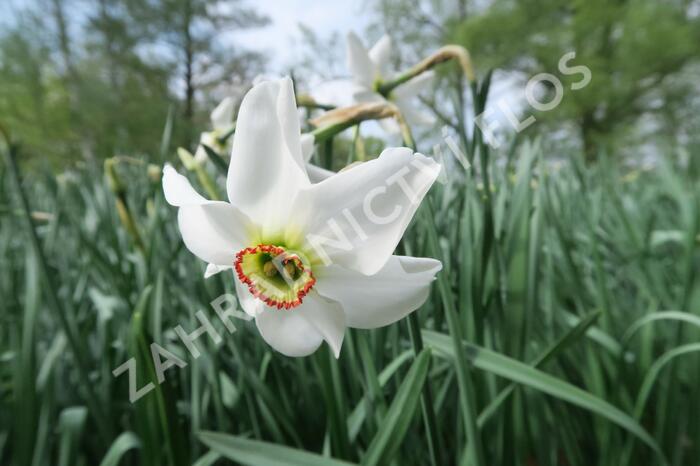 Narcis recurvus - Narcissus poëticus var. recurvus