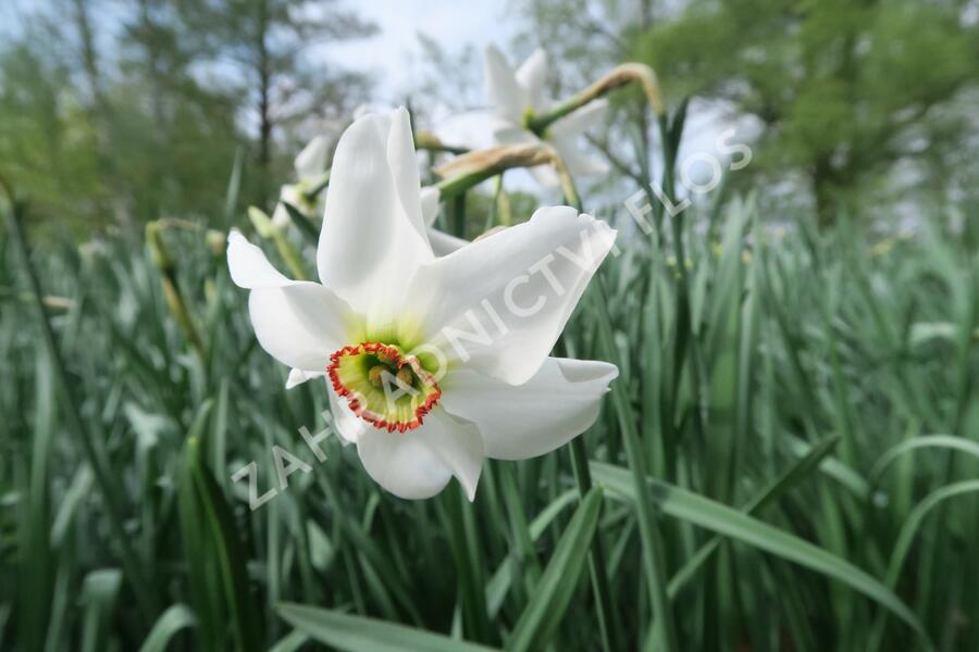 Narcis recurvus - Narcissus poëticus var. recurvus