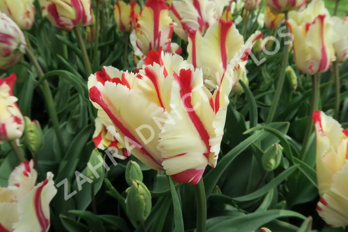 Tulipán papouškovitý 'Flaming Parrot' - Tulipa Parrot 'Flaming Parrot'