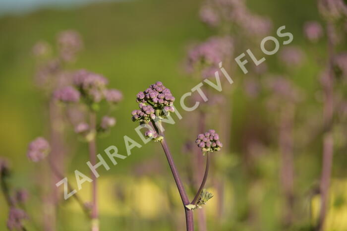 Žluťucha orlíčkolistá 'Nimbus Pink' - Thalictrum aquilegifolium 'Nimbus Pink'