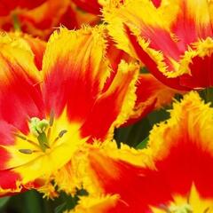 Tulipán třepenitý 'Davenport' - Tulipa Fringed 'Davenport'