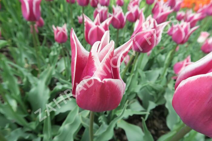 Tulipán liliovitý 'Claudia' - Tulipa Lily Flowering 'Claudia'