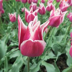 Tulipán liliovitý 'Claudia' - Tulipa Lily Flowering 'Claudia'