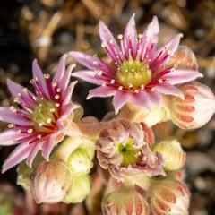 Netřesk 'Alpha' - Sempervivum 'Alpha'