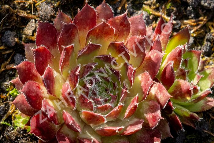 Netřesk 'Purple Passion' - Sempervivum 'Purple Passion'