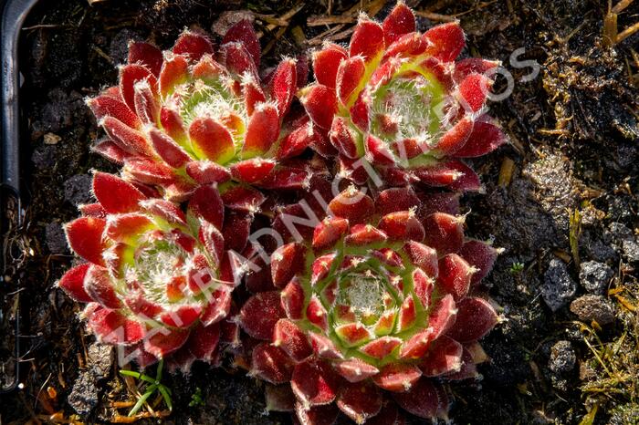 Netřesk 'Silberkarneol' - Sempervivum 'Silberkarneol'