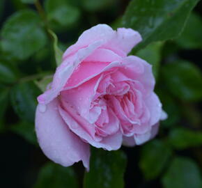 Růže mnohokvětá Kordes 'Home & Garden' - Rosa MK 'Home & Garden'