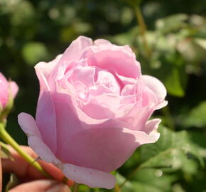 Růže velkokvětá 'Princess Claire of Belgium' - Rosa VK 'Princess Claire of Belgium'