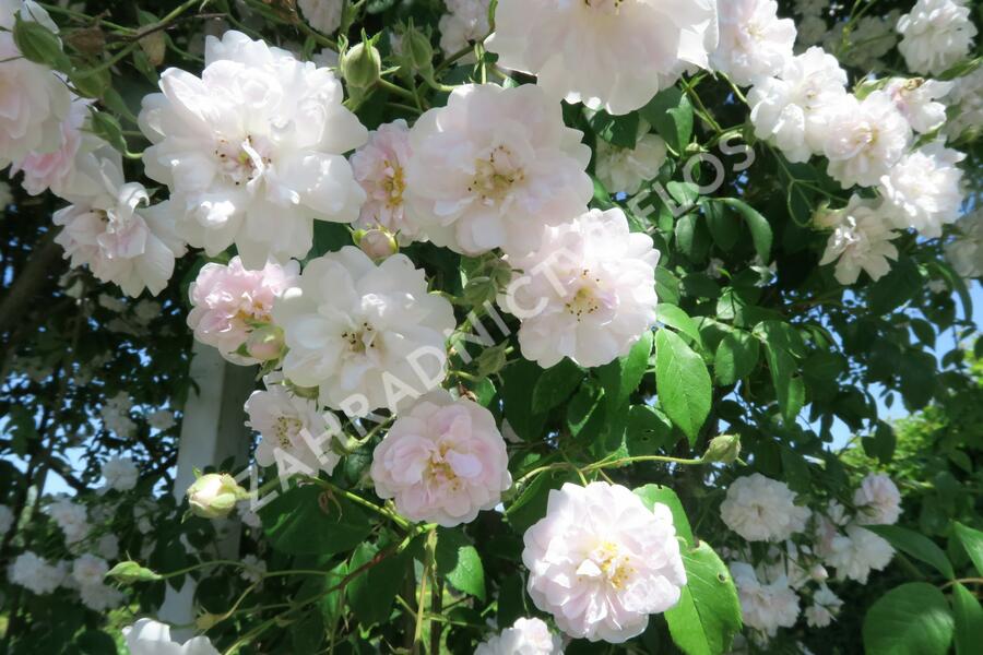 Růže pnoucí Kordes 'Paul's Himalayan Musk' - Rosa PN 'Paul's Himalayan Musk'