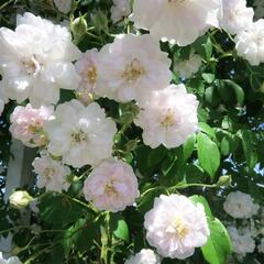 Růže pnoucí Kordes 'Paul's Himalayan Musk' - Rosa PN 'Paul's Himalayan Musk'