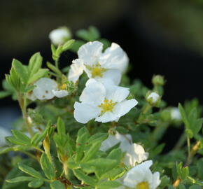 Mochna křovitá 'Bella Bianca' - Potentilla fruticosa 'Bella Bianca'