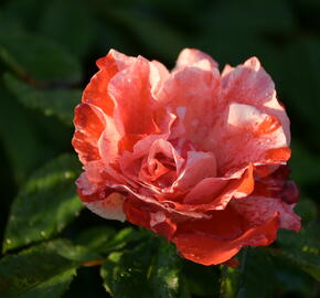 Růže mnohokvětá 'Hanky Panky' ('City of Carlsbad') - Rosa MK 'Hanky Panky' ('City of Carlsbad')