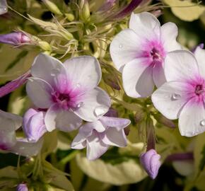 Plamenka latnatá 'Nora Leigh' - Phlox paniculata 'Nora Leigh'